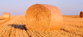 Hay Bale